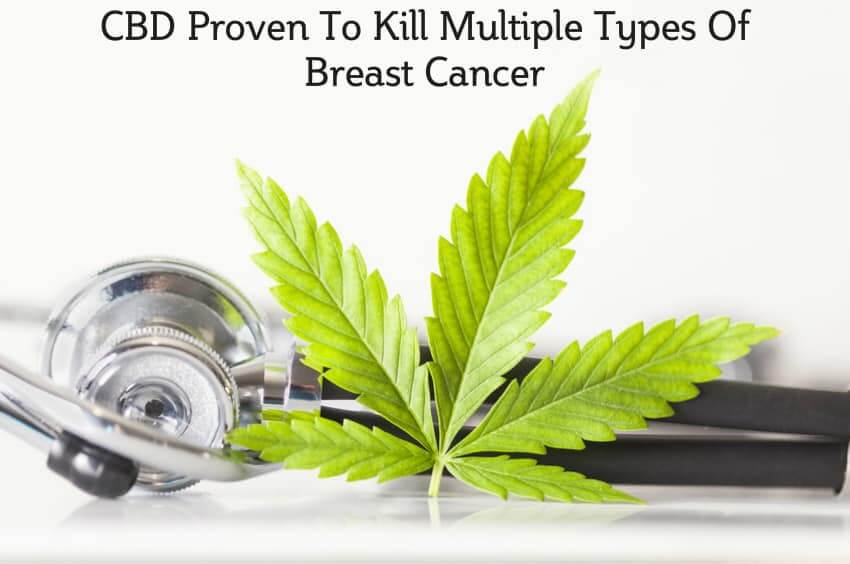 CBD-Kills Breast Cancer