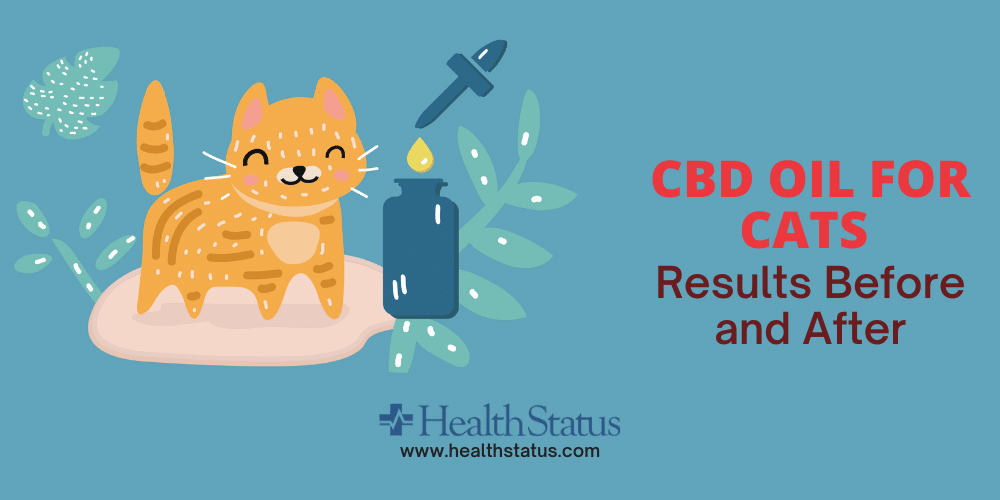 CBD Oil for Cats Results Before and After