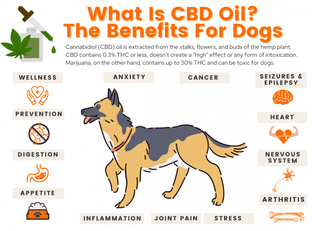 CBD Oil for Dogs Reviews and Rating: Pros and Cons